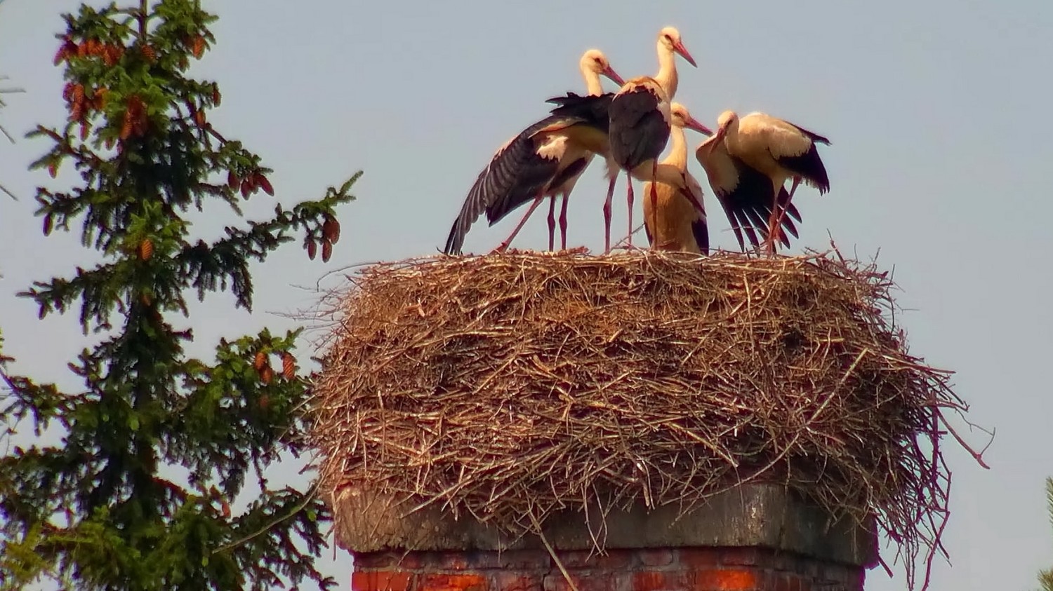 livebirdspoland_a9adc66ba7ce43d04533472f1c344c17.jpg