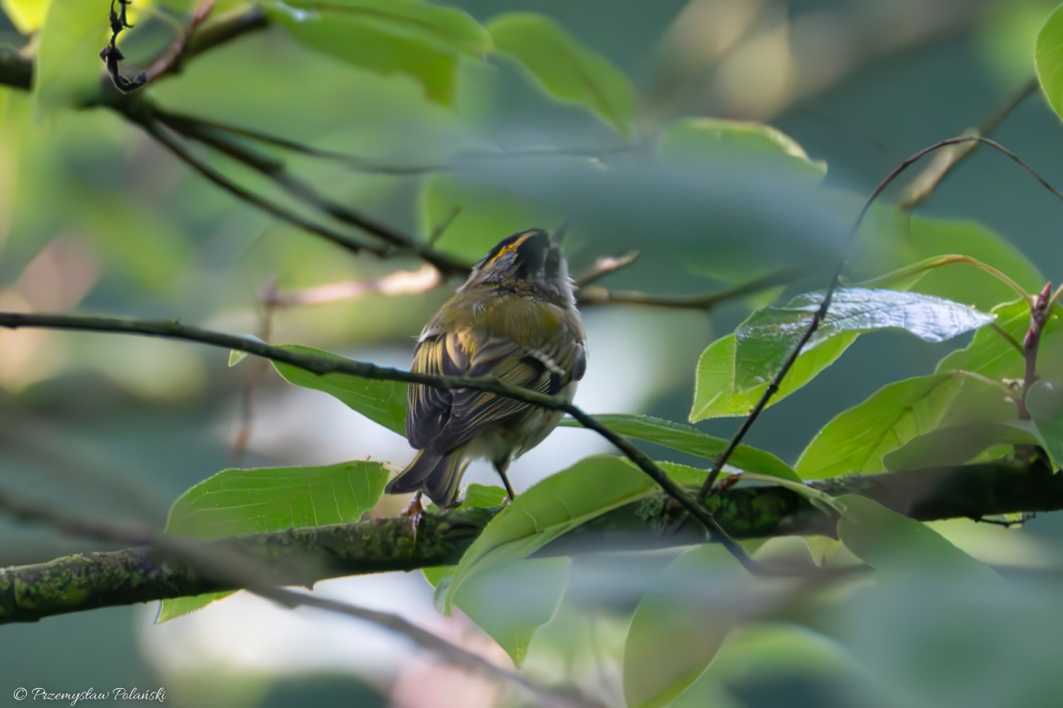 livebirdspoland_bceb13f23b23849333531cc18eb6f833.jpg