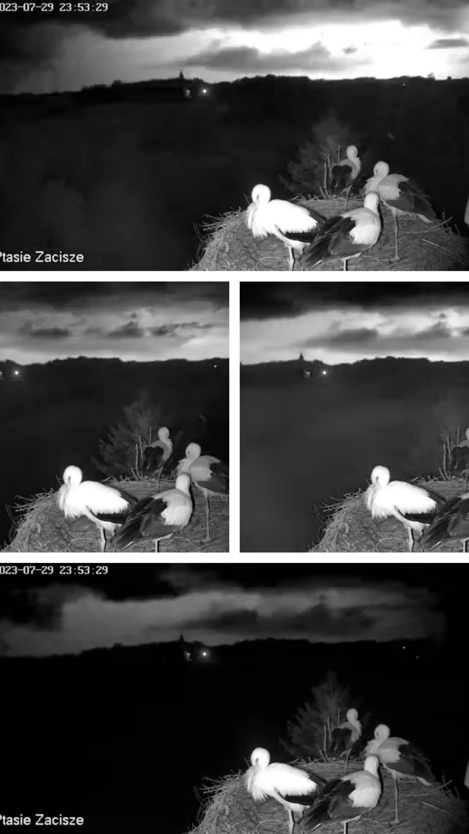 livebirdspoland_d0e3e17af1484ac025a3fe433f852ab8.jpg
