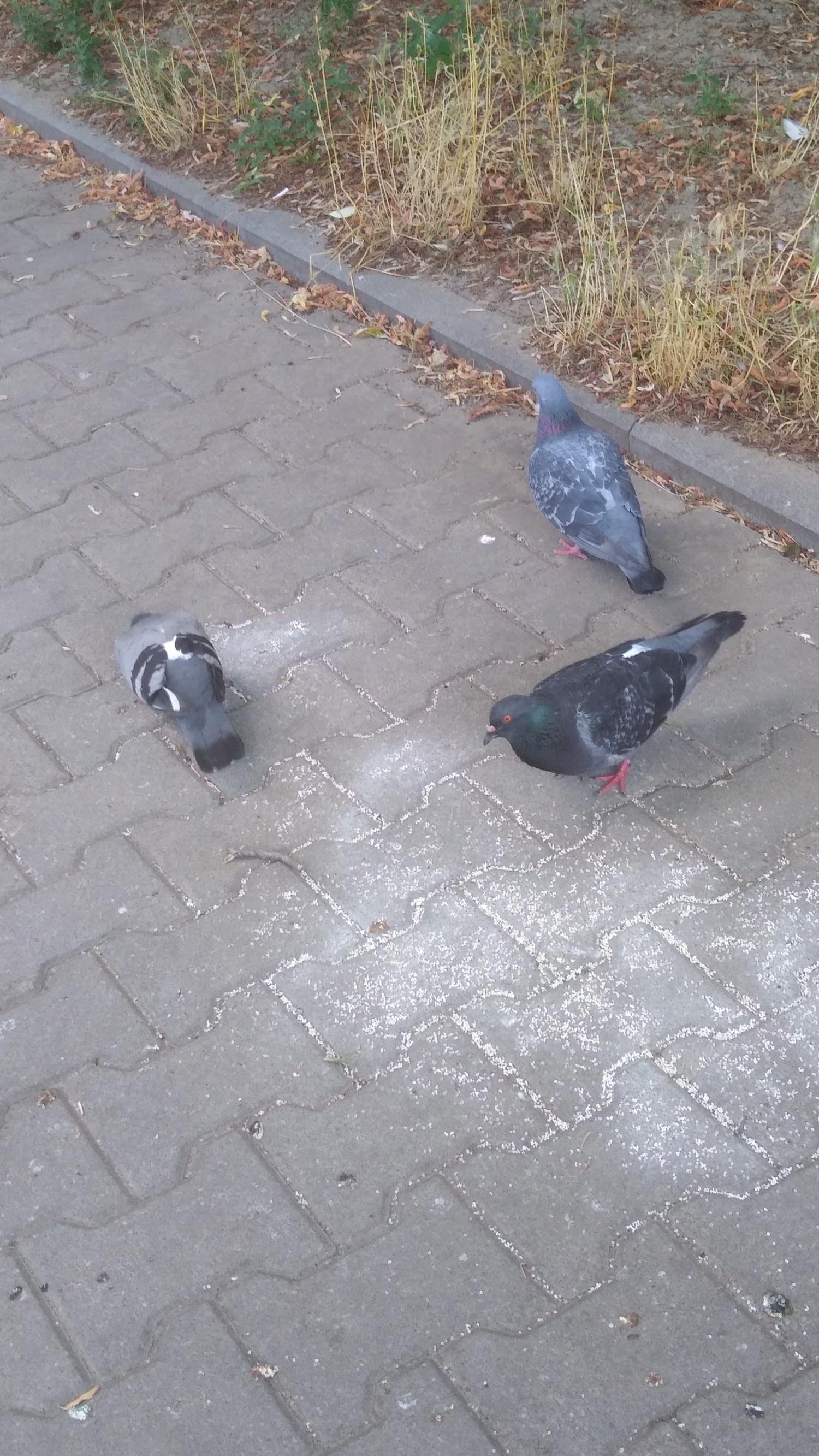 livebirdspoland_5e5a903b7163dd4db1dc667ff70d3a99.jpg