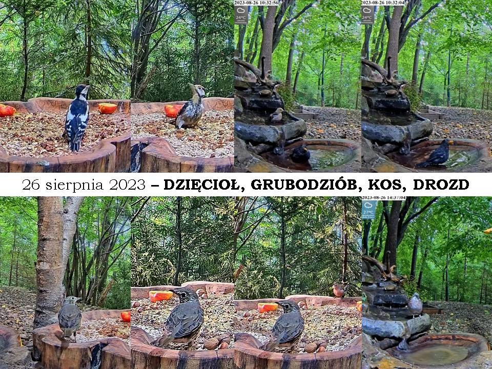 livebirdspoland_8a321fb8bcb2201cdc271813a87e5fab.jpg