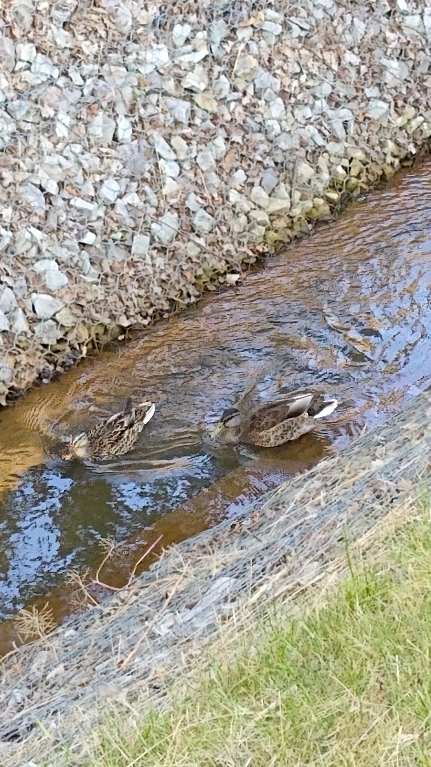 livebirdspoland_4e25ae7a57320651a516a746f4e3d9d5.jpg