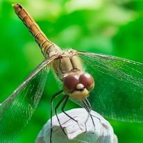 livebirdspoland_f3d4f2dd5f11aaccf503452758ca6df0.jpg