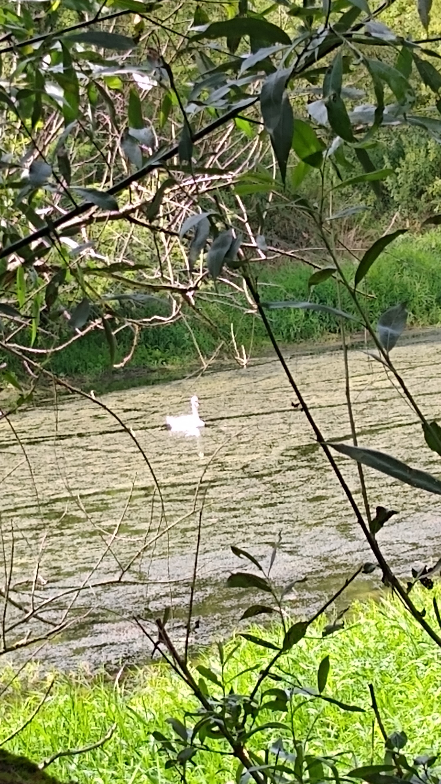 livebirdspoland_eb0297a4c4e0994cc0bb07e440d89018.jpg