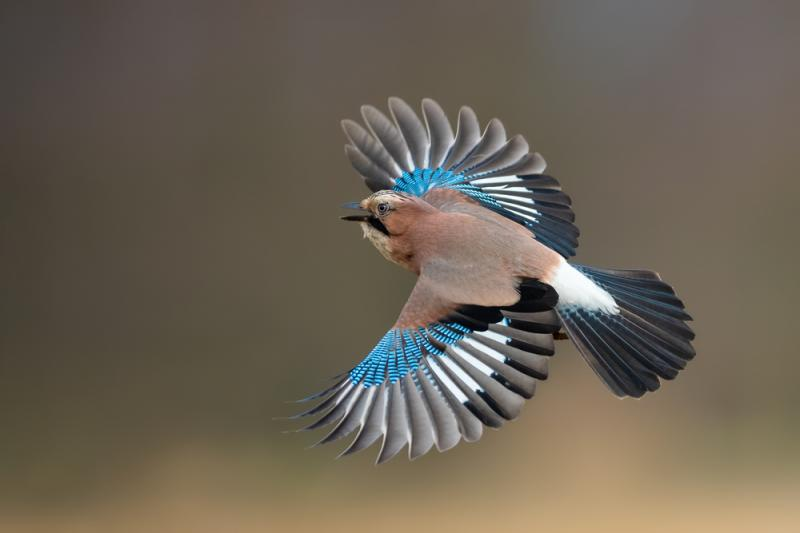 livebirdspoland_81a0e7cadd7ed6f8a6db6cd2613badd8.png