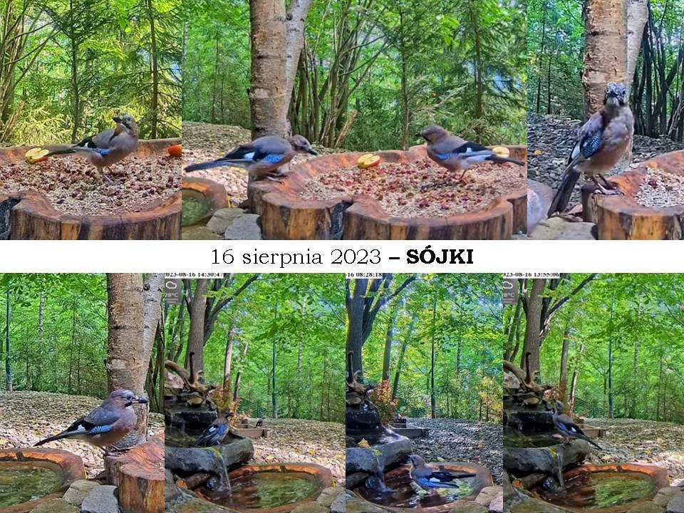 livebirdspoland_65f391b8e782d3a1c9cf82d8998cc86c.jpg