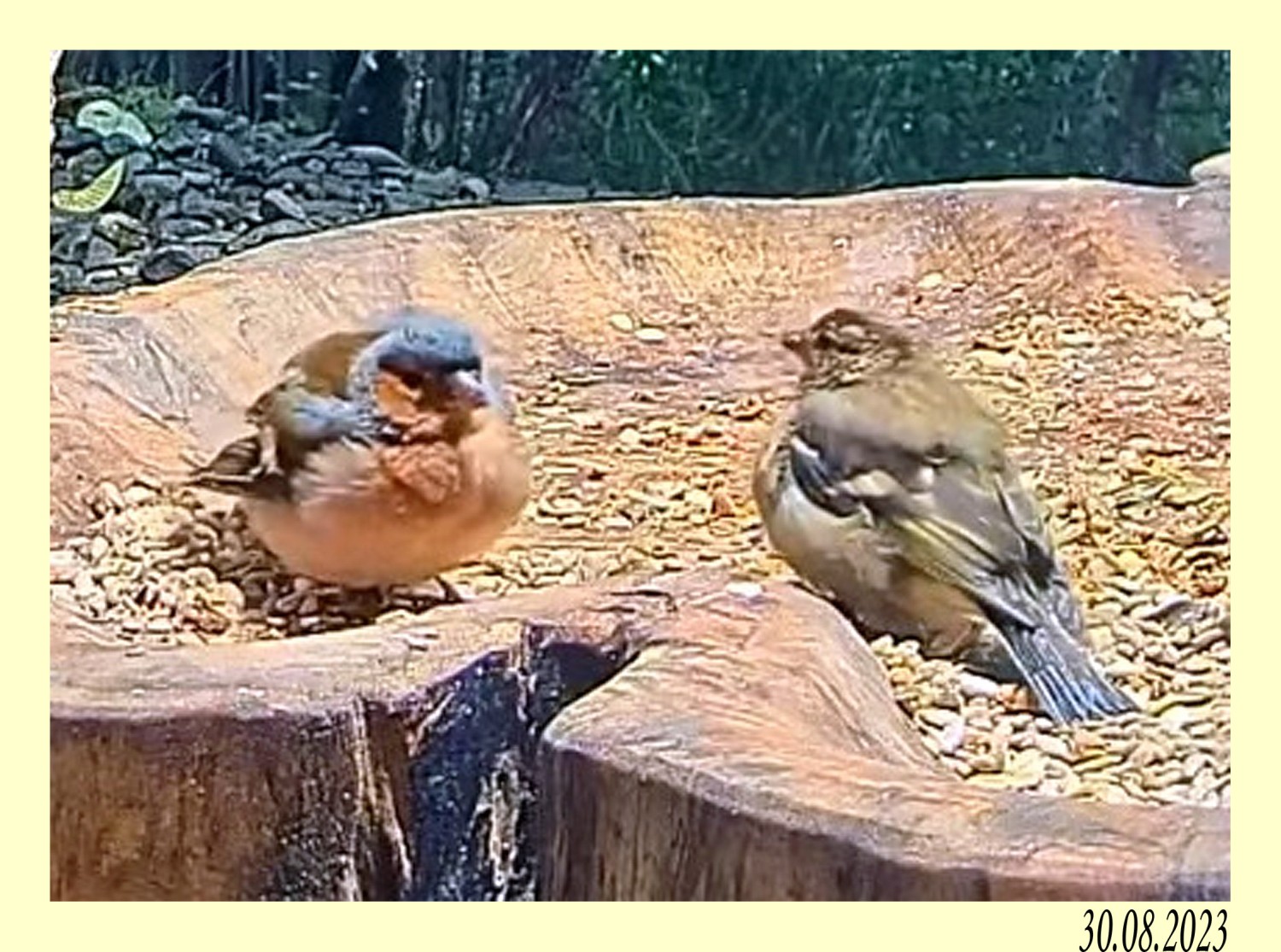 livebirdspoland_ef6a099b811ab757902cb0e955f9e96e.jpg