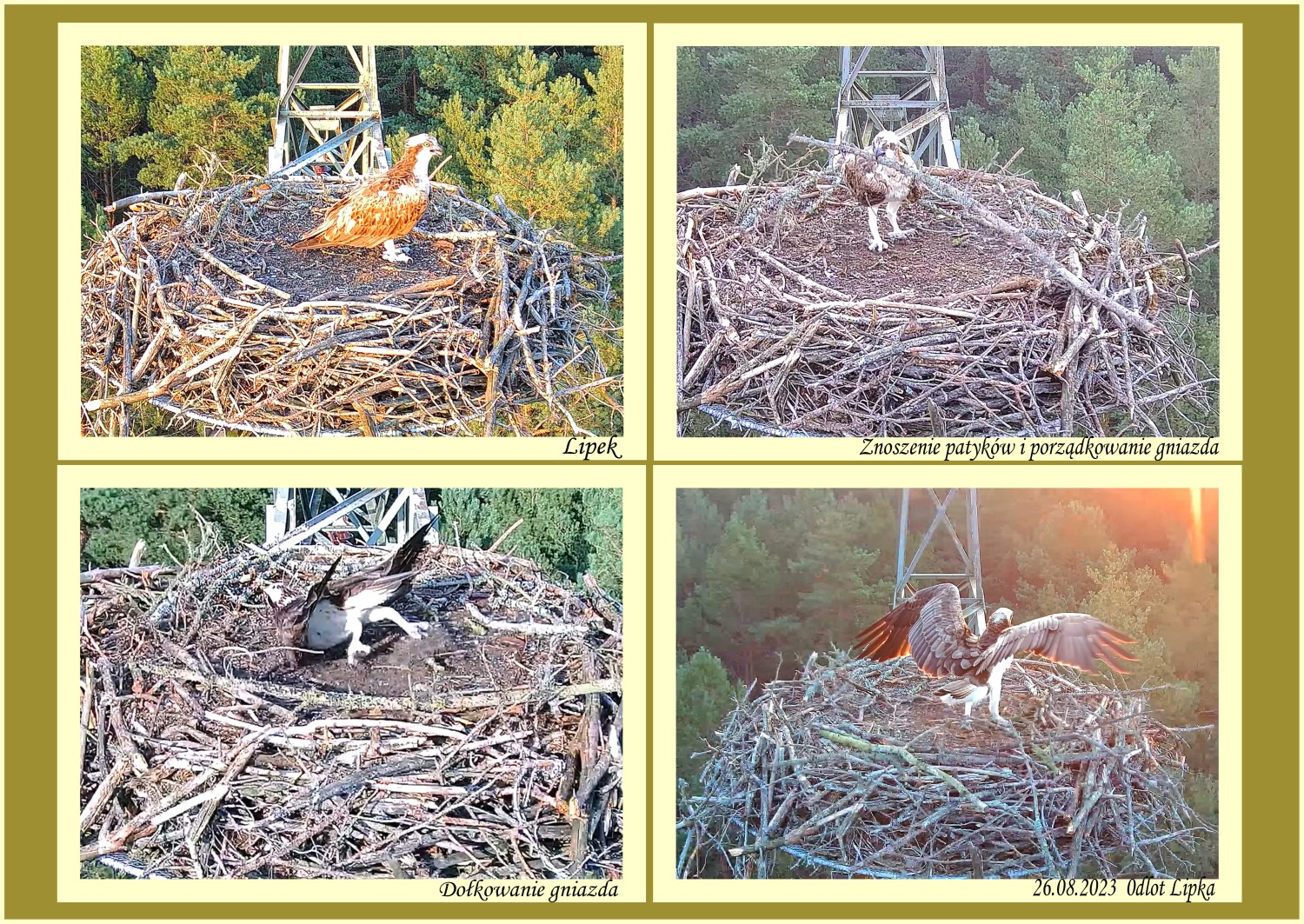 livebirdspoland_eeb6779ca69beddb589590481e9a6c9e.jpg