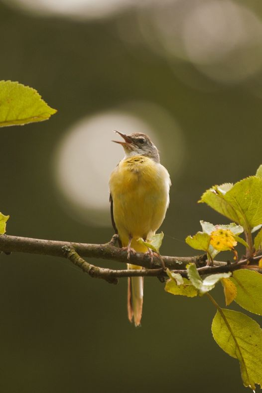 livebirdspoland_ca92c7653db10c8a2407778ad3ac944d.png