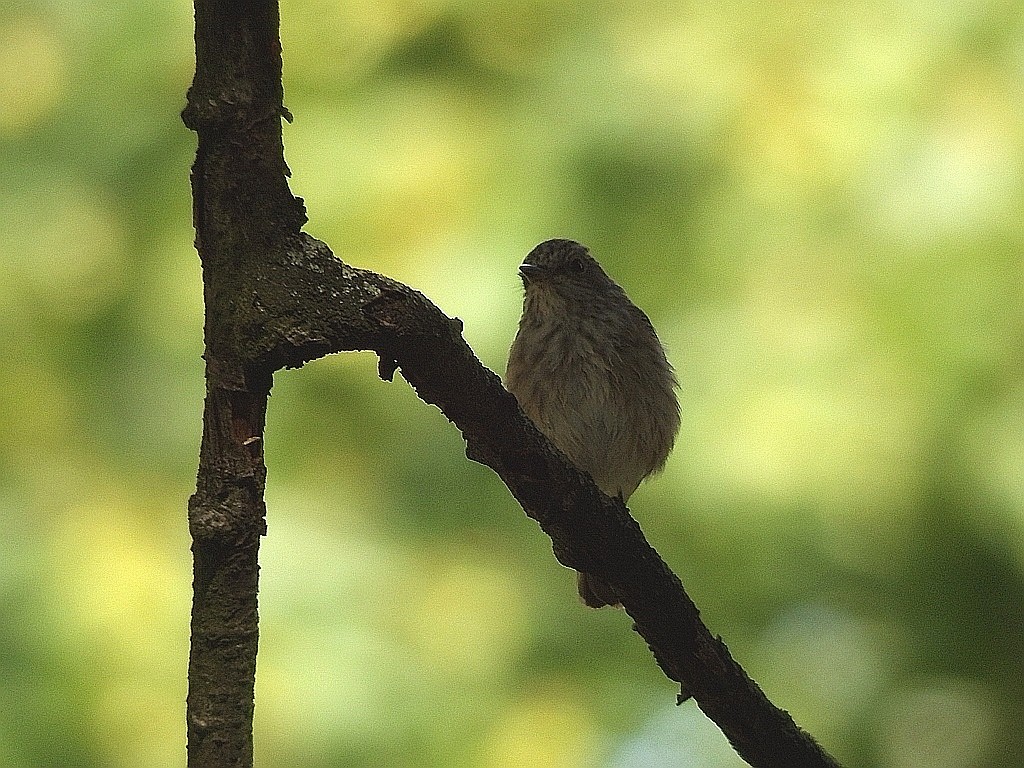 livebirdspoland_48430558bca8702a8a638b012125fb55.jpg