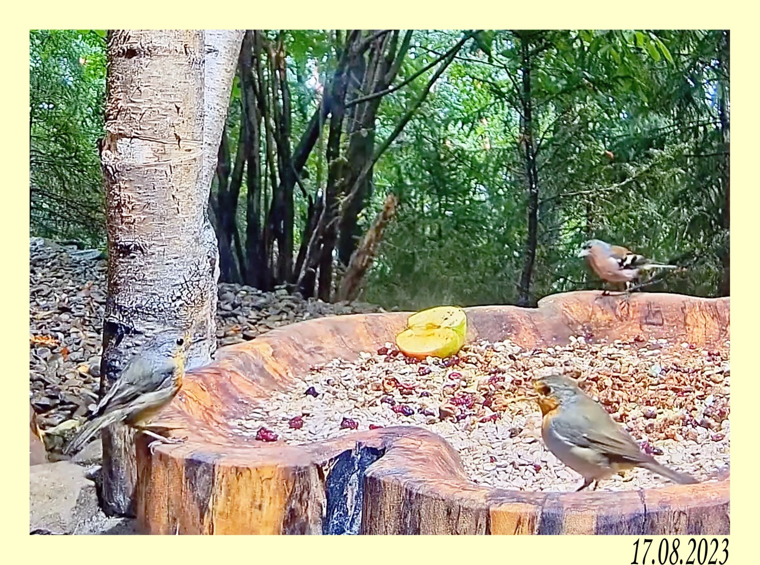 livebirdspoland_91fce09228978506decdadfe14421a86.jpg