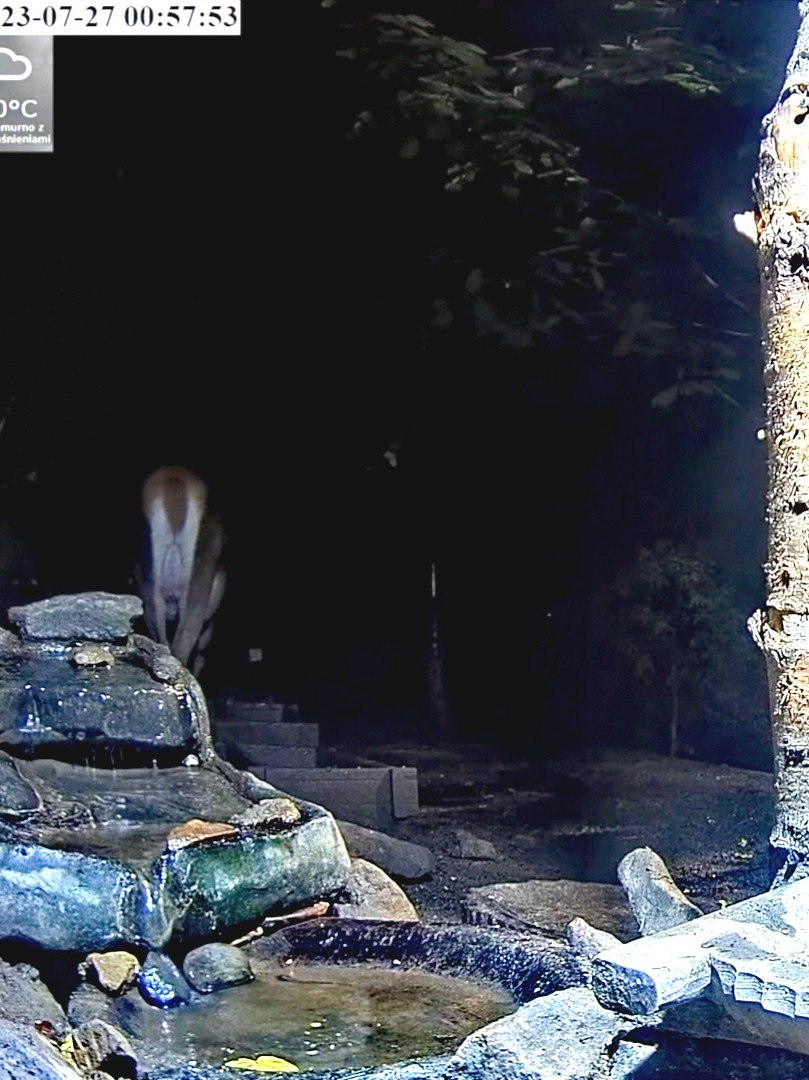 livebirdspoland_7c1dde47c179df47d9abe794f87e18f6.jpg