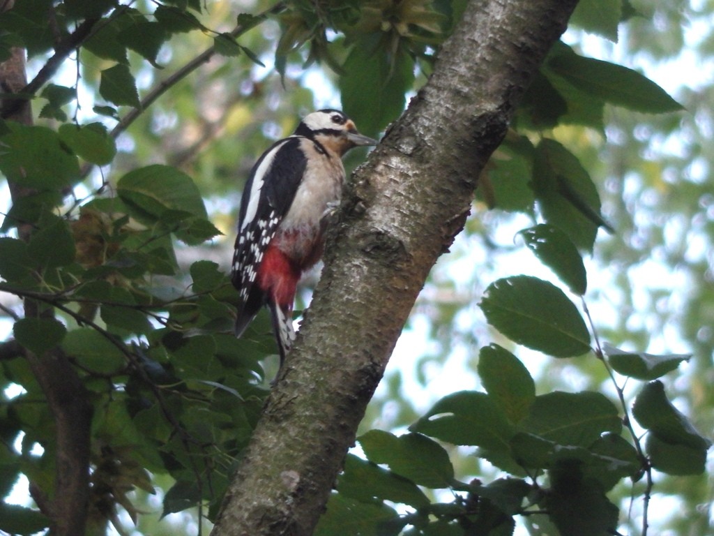 livebirdspoland_ae5d5eb398c45c0689e8924336cf2c7b.jpg