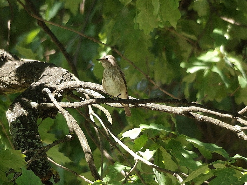 livebirdspoland_c79f3b64b4be080988f3907580d39237.jpg