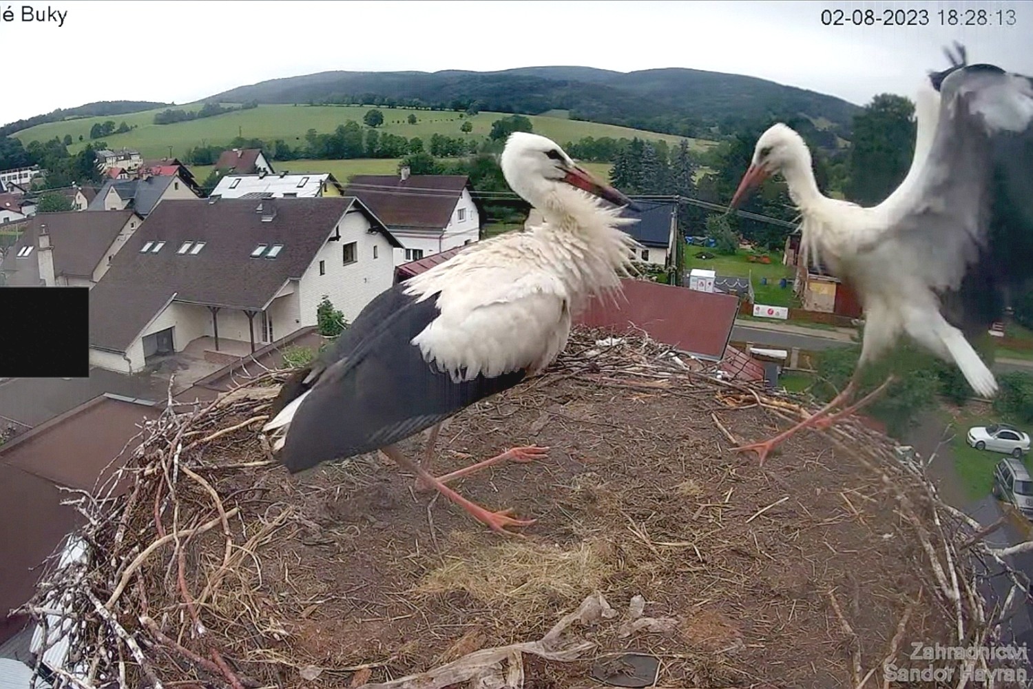 livebirdspoland_b22aa0586d2c7e8e818bc9af94a1c747.jpg