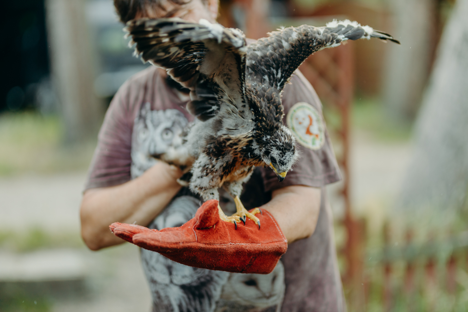 livebirdspoland_6178a3cf4517ca934b21800d059c5831.png