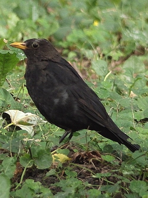 livebirdspoland_662c60ddbec9e8a751dd5daccb866bdc.jpg