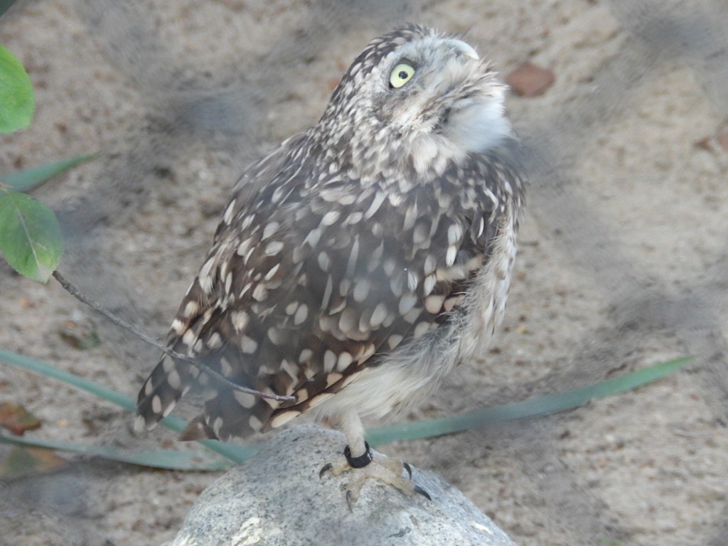 livebirdspoland_f1ccaccefd09418d7eba4e65c7a2d569.jpg