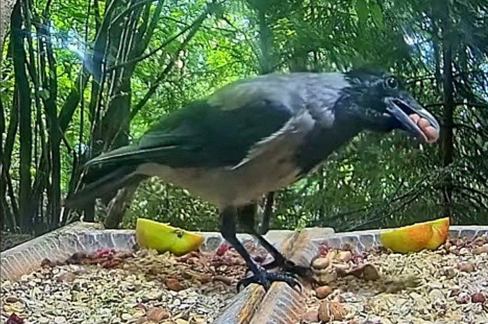 livebirdspoland_8a2f223fda28dfd8e8b46b03d6a62d77.jpg