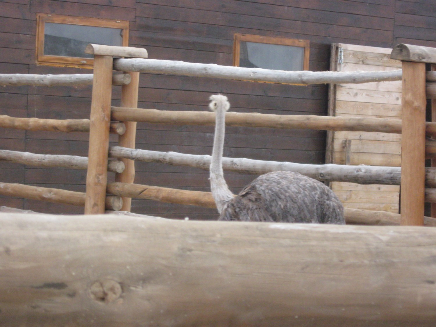 livebirdspoland_1e950bef6b5740d101db2232931e44de.jpg