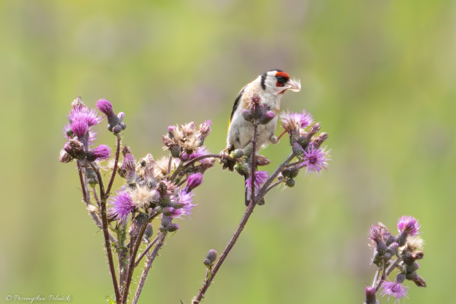 livebirdspoland_67b872fc2eedb883d0f8bd923a4d9f9d.jpg