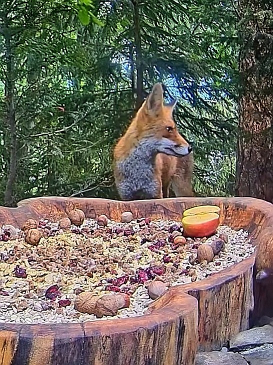 livebirdspoland_305f956e4880900b61b80506ab05af97.jpg