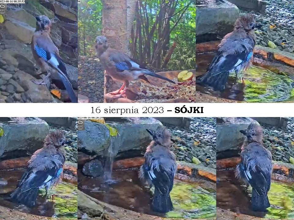 livebirdspoland_17bfc29dd74b2f64c20dace292c54655.jpg