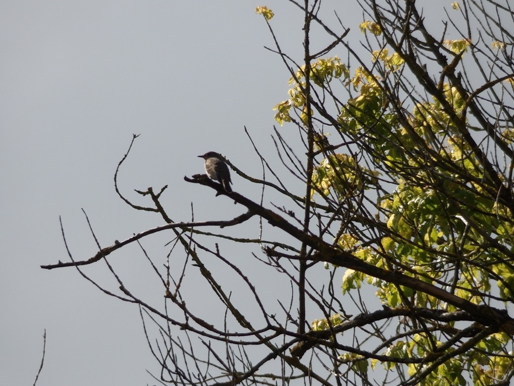 livebirdspoland_b154ff1fc229a9a9309b05411be1986a.jpg