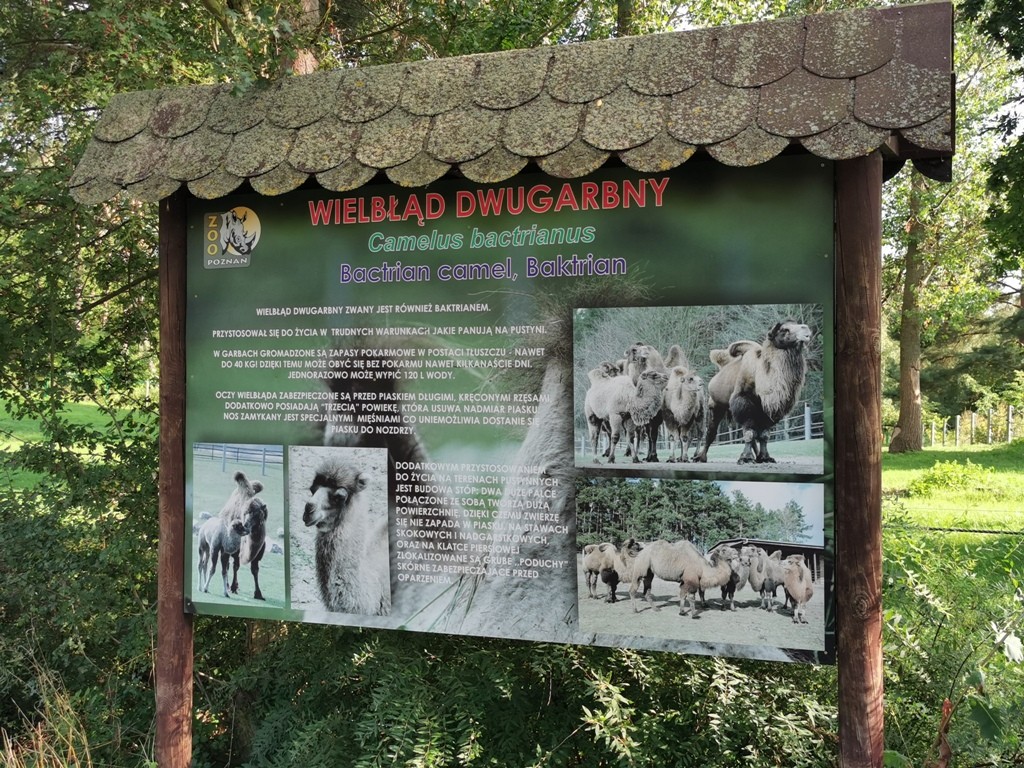 livebirdspoland_2a9cfca901e9655ceb856f5334a68ef7.jpg