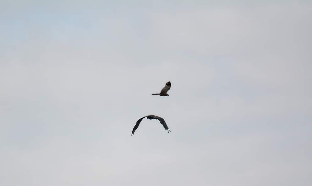 livebirdspoland_5b41c62b76bda27b147662fa0202112e.jpg