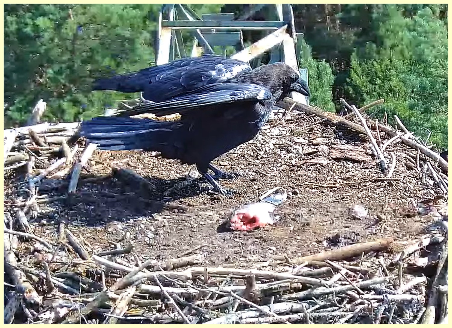 livebirdspoland_f4f065d9677fb579615898486e74c56b.jpg