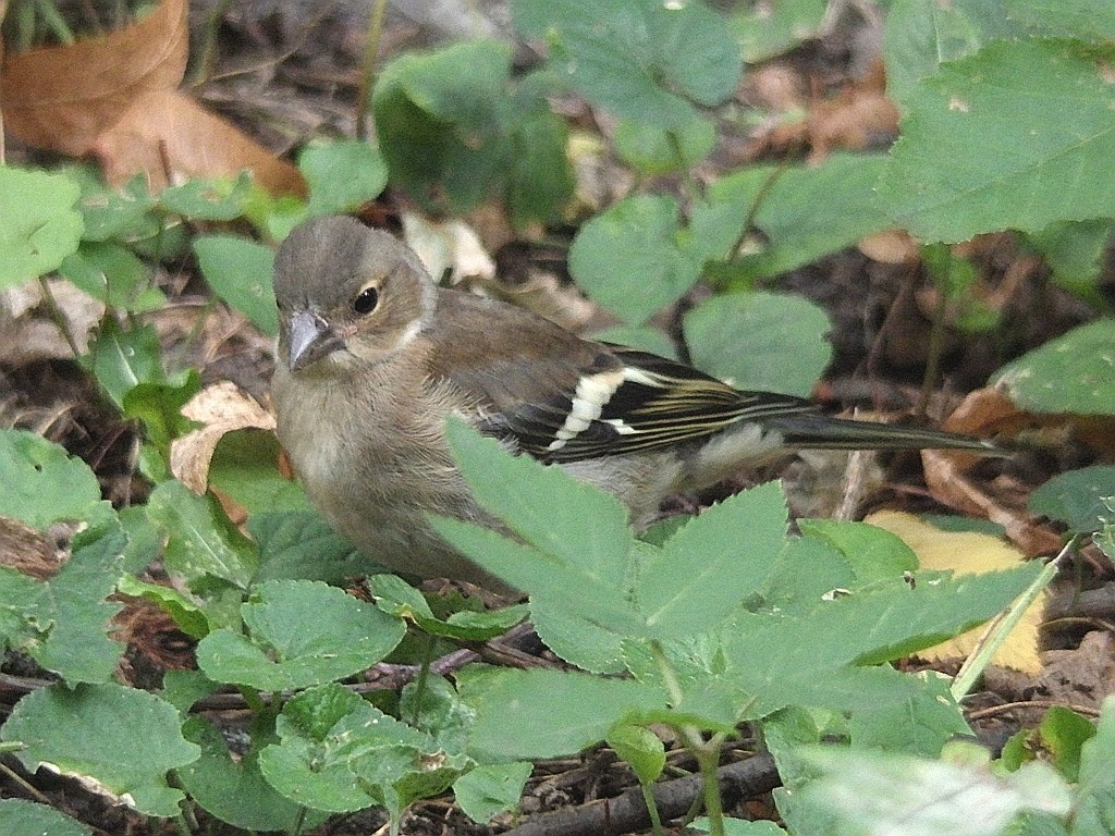 livebirdspoland_a5ddb9471c7e5fad747271639745d2ff.jpg
