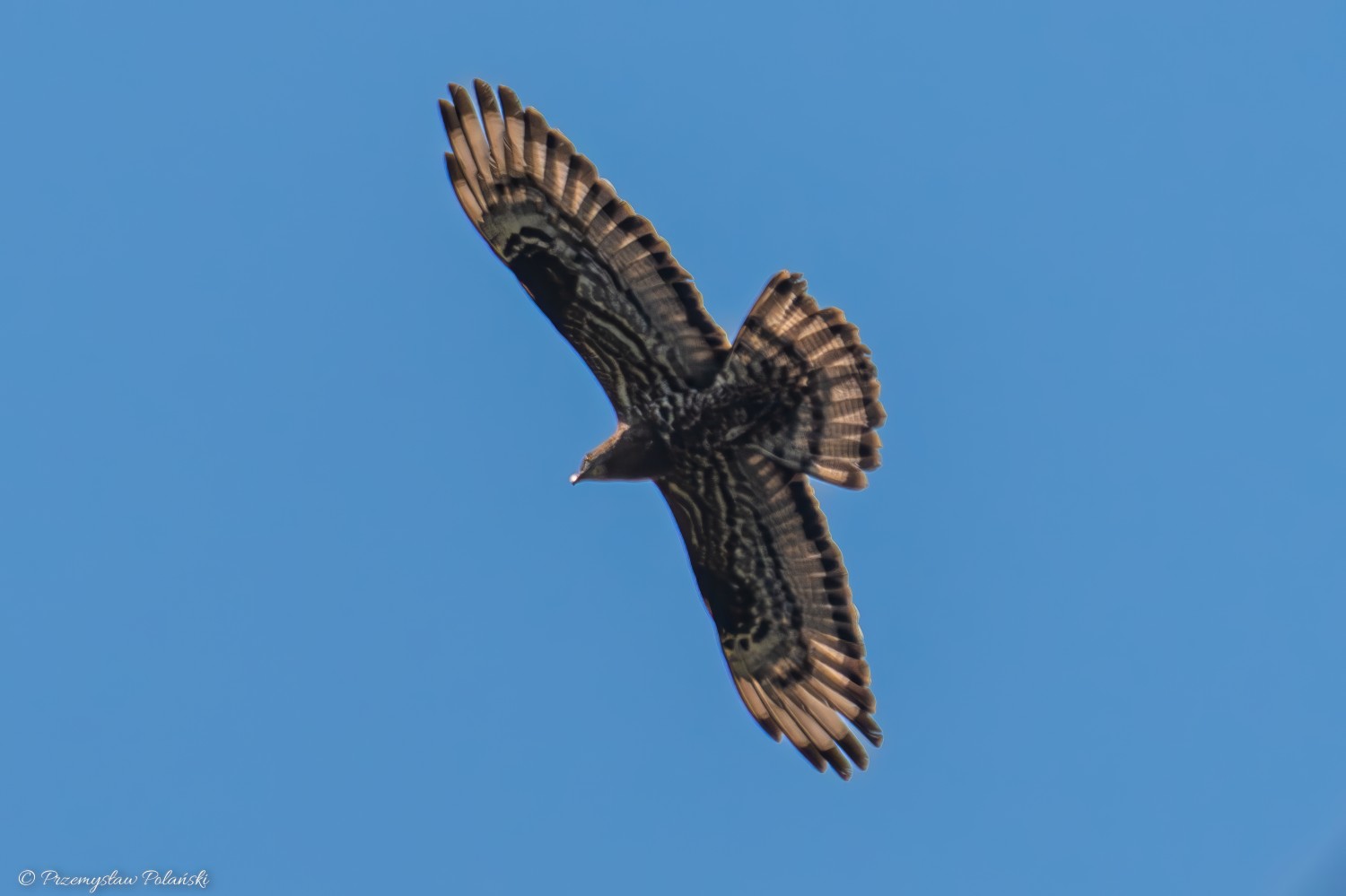 livebirdspoland_99f03f3b886b13a1c7af3f6d87b1914a.jpg