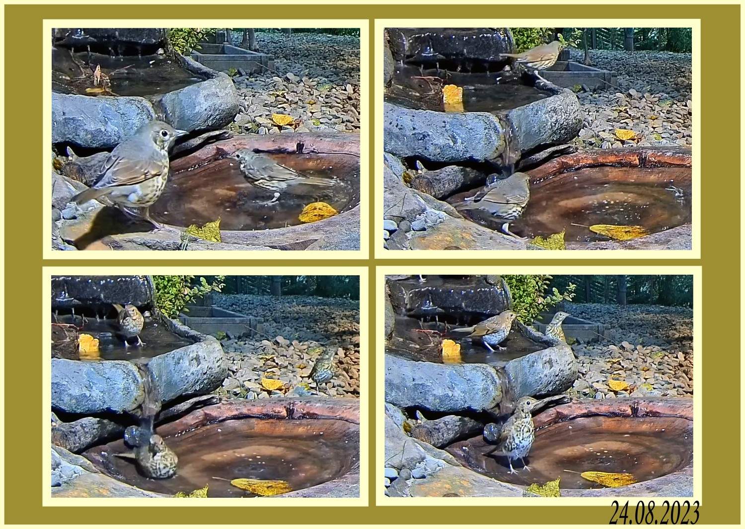 livebirdspoland_ac1ca4871bd9a314e5b3ad3afad9934c.jpg