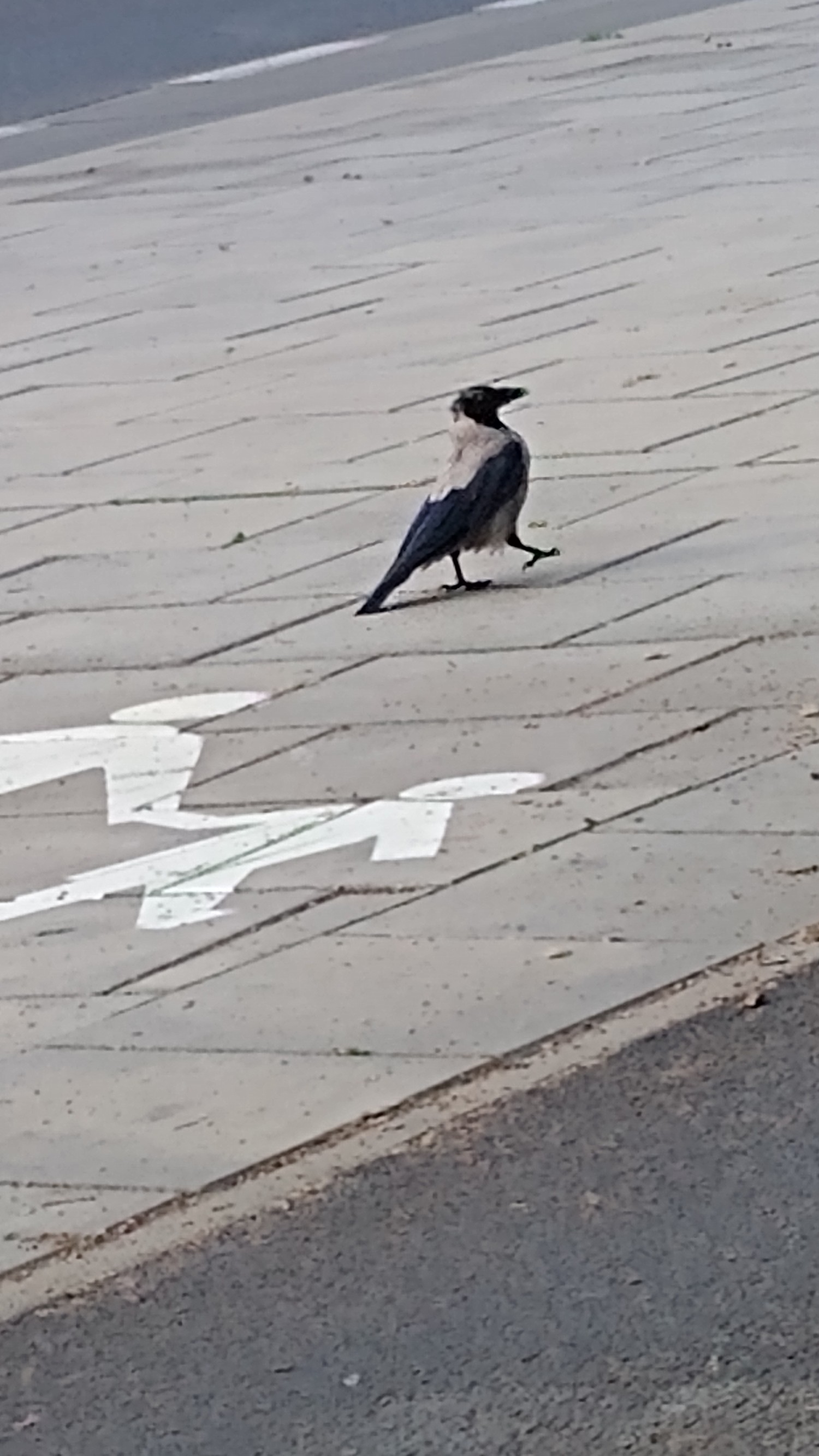 livebirdspoland_46376a986cfe6c2de810ea412fd59e89.jpg