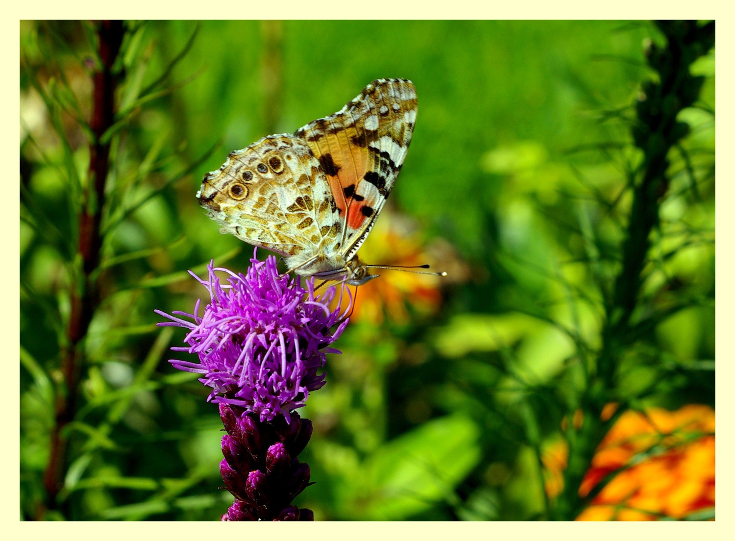 livebirdspoland_f27e3c92ef0962b051c477bee1e9b5c7.jpg