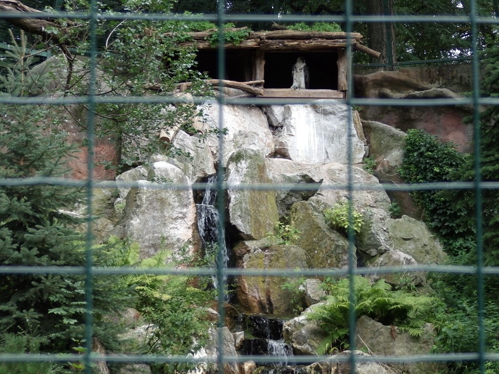 livebirdspoland_3ca8efacb73075fcbc85869c7952729b.jpg