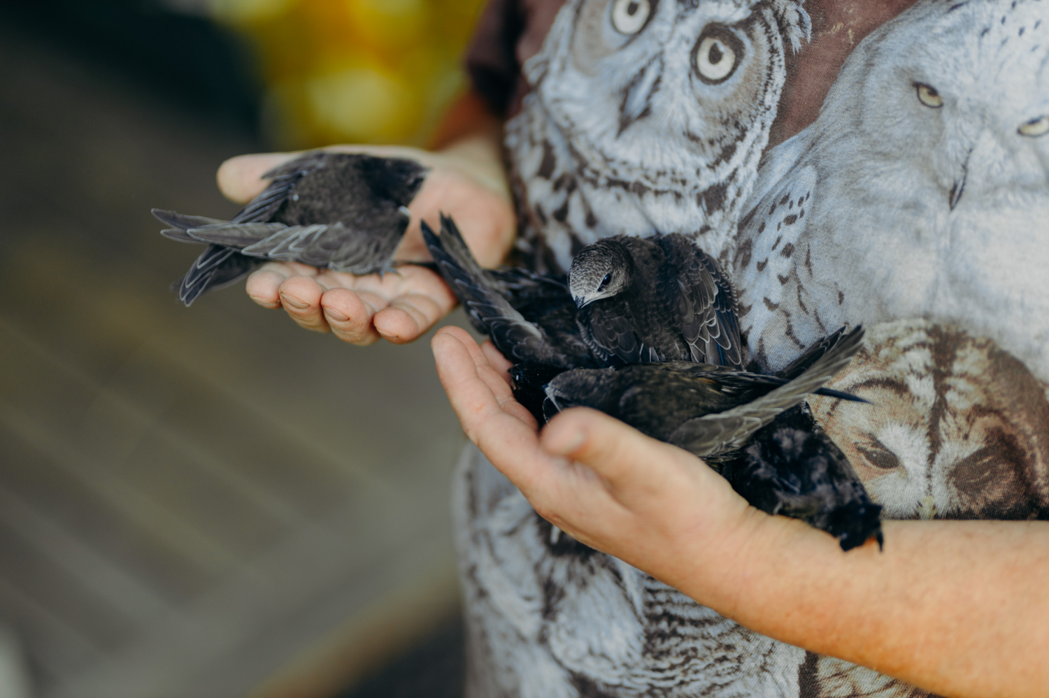 livebirdspoland_5c9e04134b203ae8c5170a67ebf189df.png