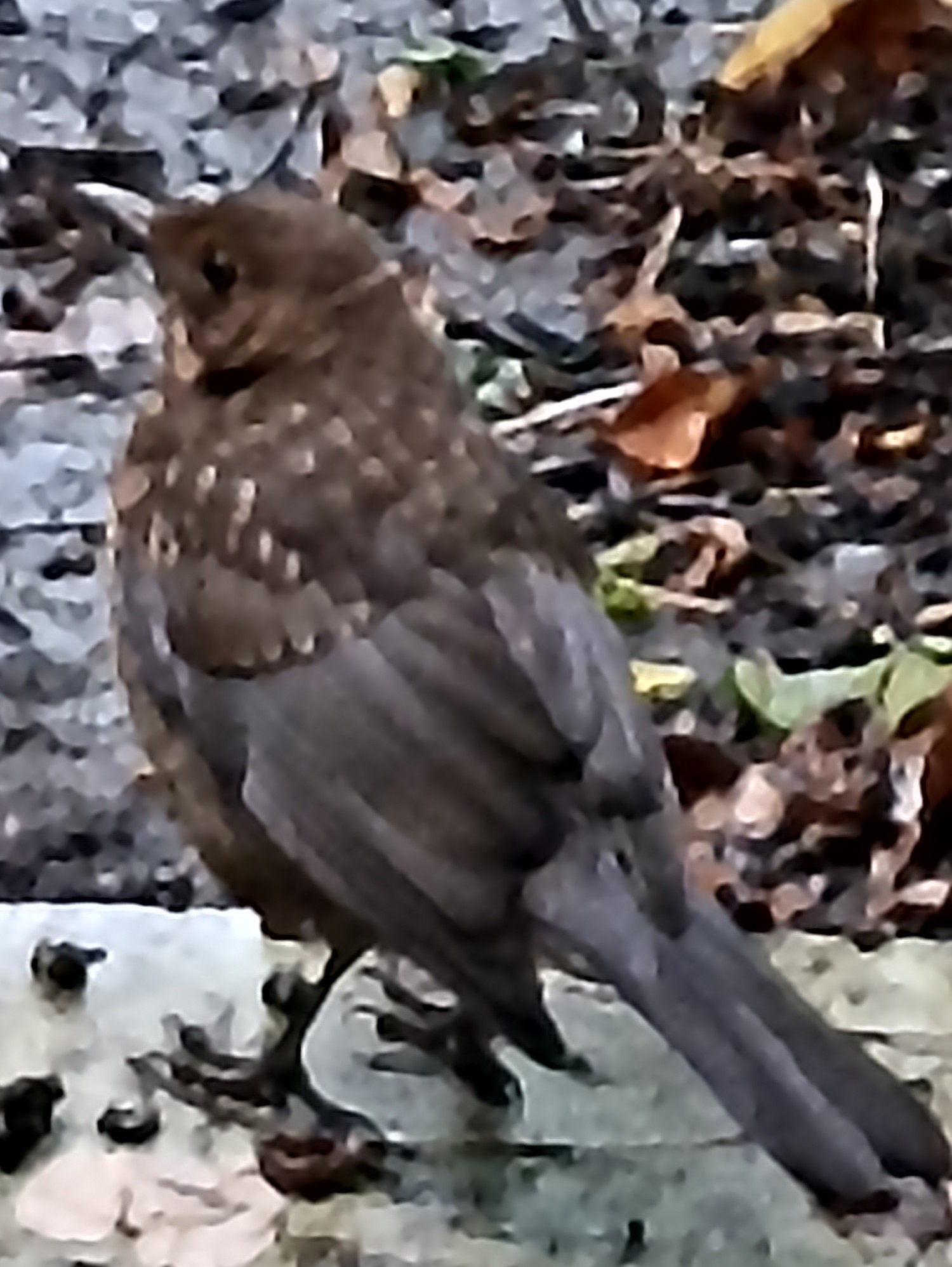 livebirdspoland_a67d72714fdc0a3e81e684ad9470555a.jpg