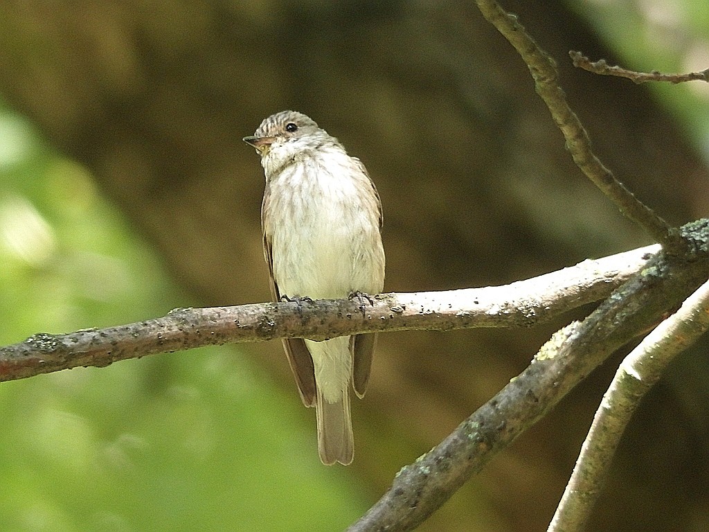 livebirdspoland_4c3e40a61e869a1145ae8a8d2d569aa8.jpg