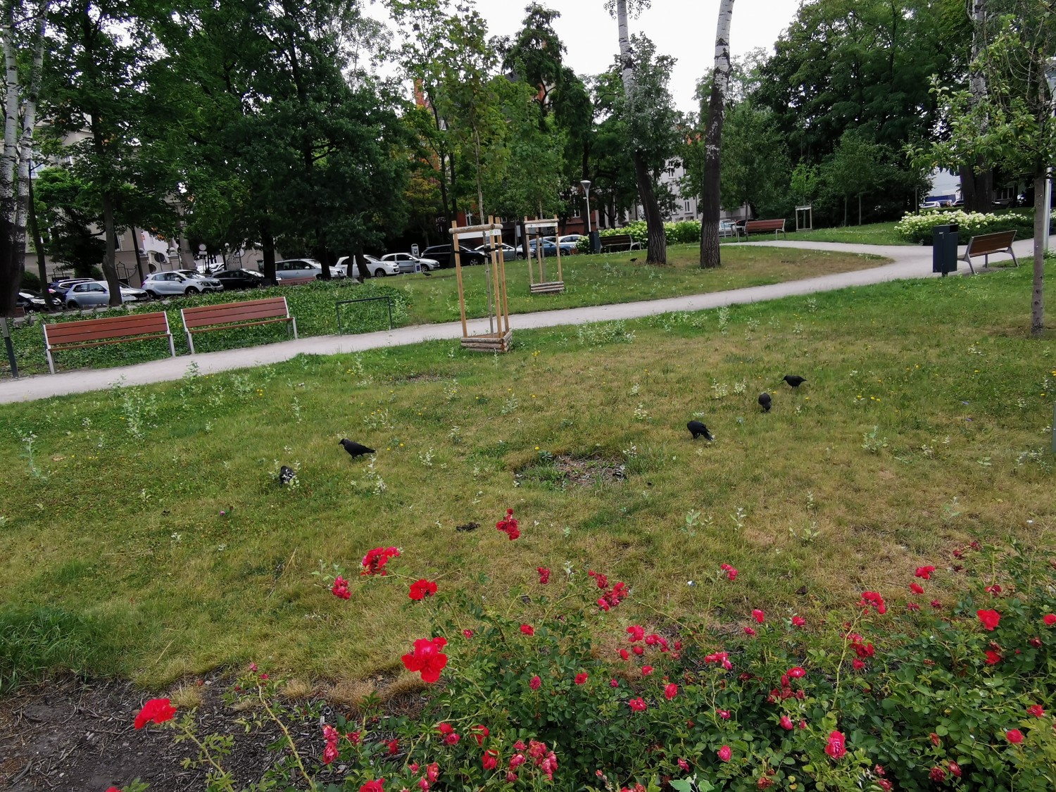 livebirdspoland_5d585351cc581e65c75c92b6a20e264e.jpg