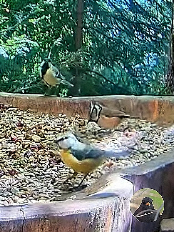 livebirdspoland_53f813ca20d6c644f44abb703d0c3cd4.jpg