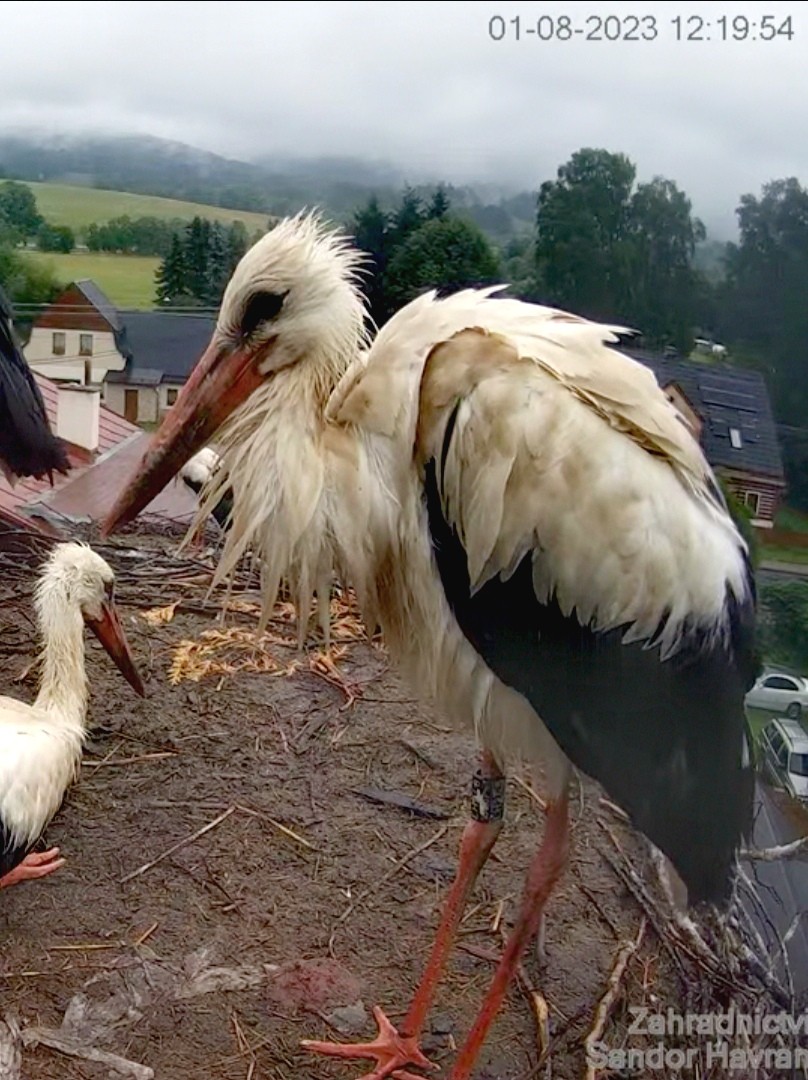 livebirdspoland_c0ccf568aabbd2893cdf13228cc28163.jpg