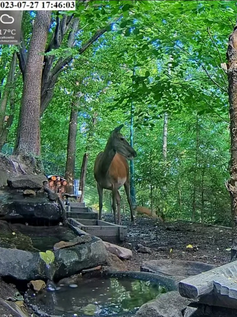 livebirdspoland_eeaf5a5b0676275a9e0d5e7f75d48297.jpg