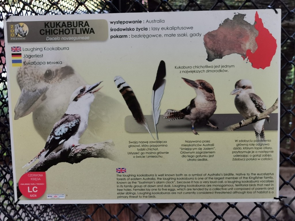 livebirdspoland_4af3bd7c91f1a8757fb9f5bf00b2b443.jpg