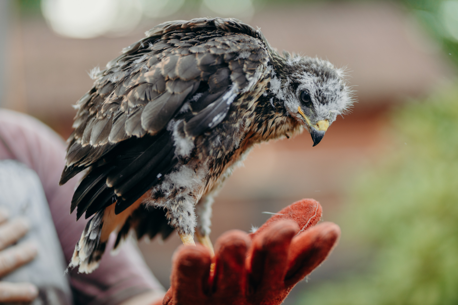 livebirdspoland_4c6b766da523037f22080013d1b799e0.png