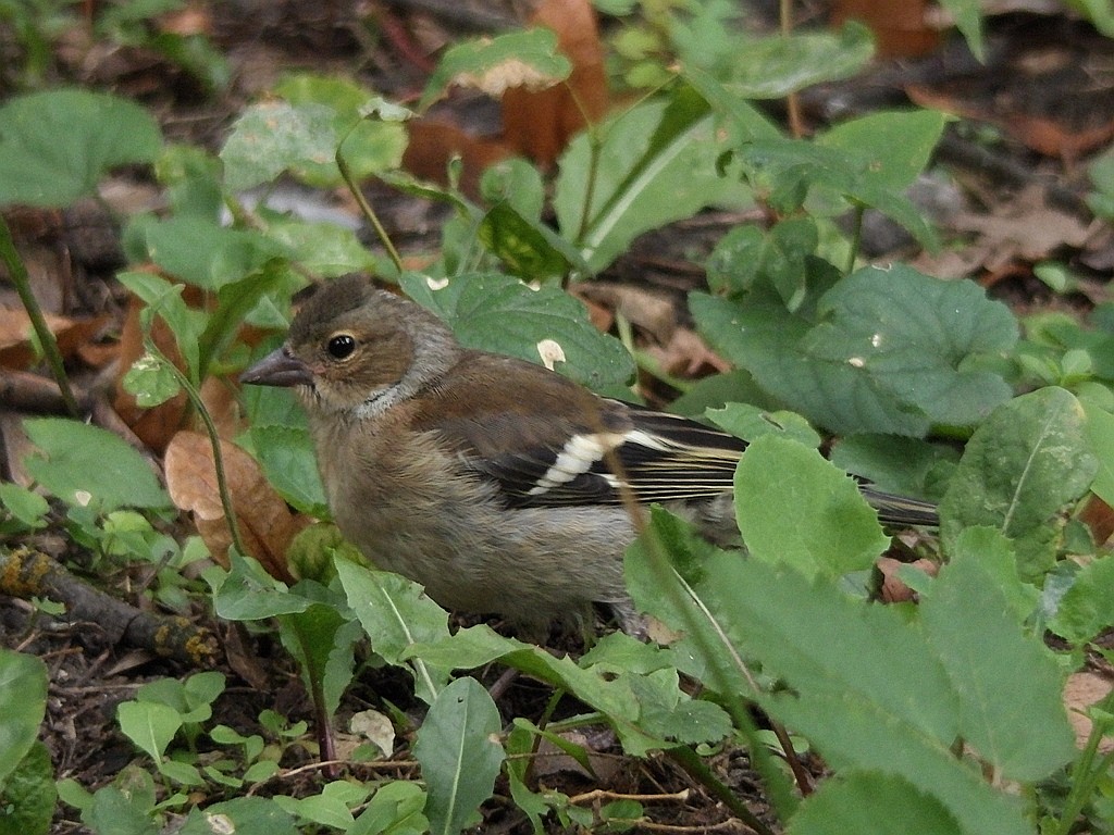 livebirdspoland_d1787f03f041d1d16806bc9e1569d008.jpg