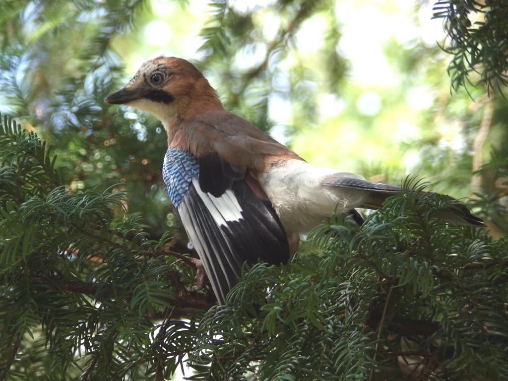 livebirdspoland_c9a8859b844cbd5543eca9a517e234e0.jpg
