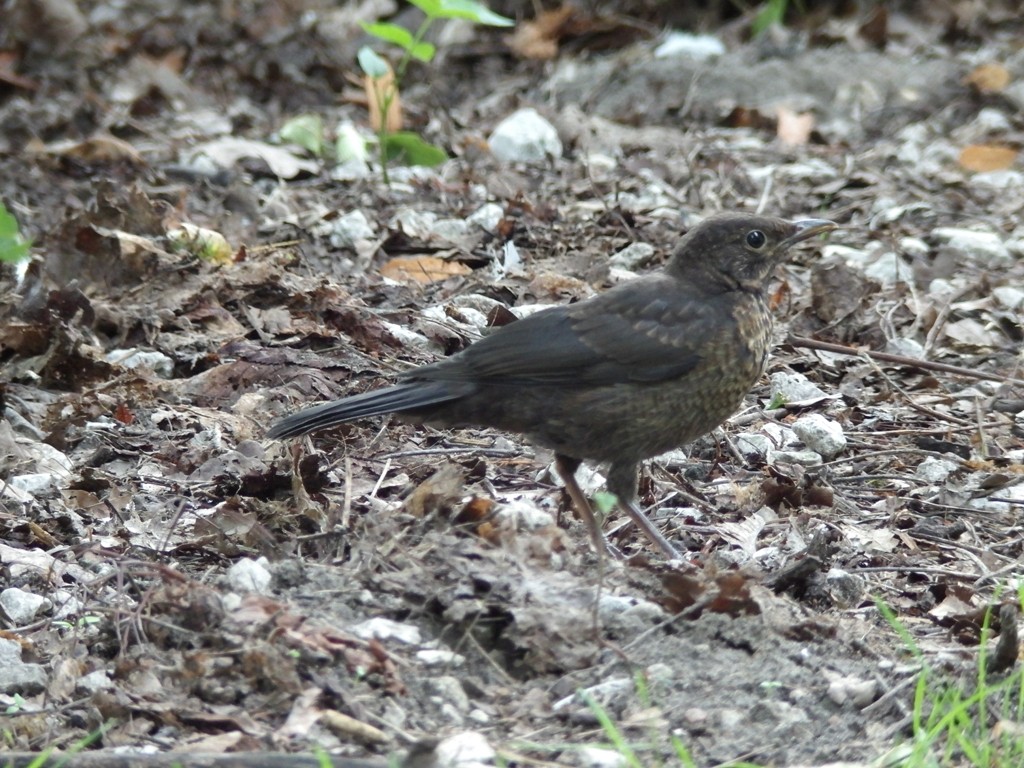 livebirdspoland_3eada74f35f519d98d774b73b40ad1ce.jpg
