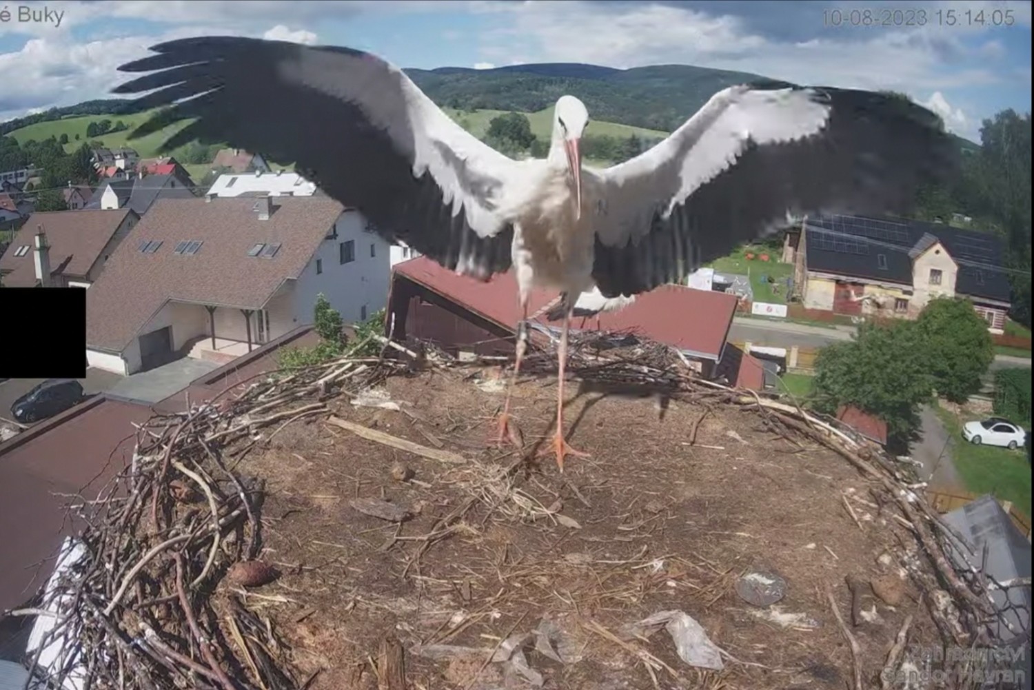 livebirdspoland_a1d5494d8f67772f5bcd114b35c308b4.jpg